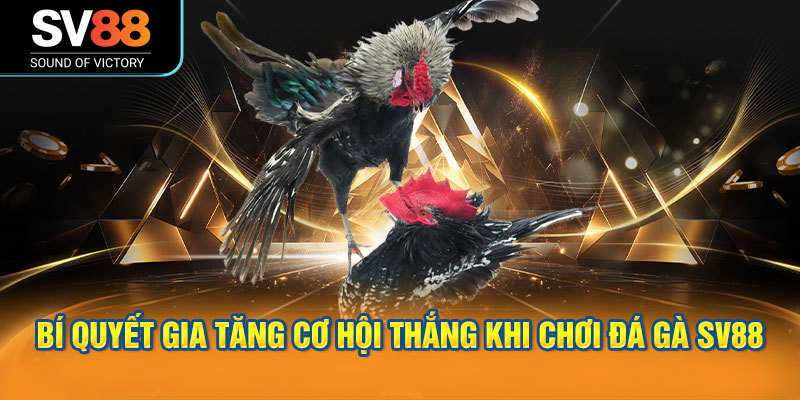 Bí quyết gia tăng cơ hội thắng khi chơi đá gà SV88