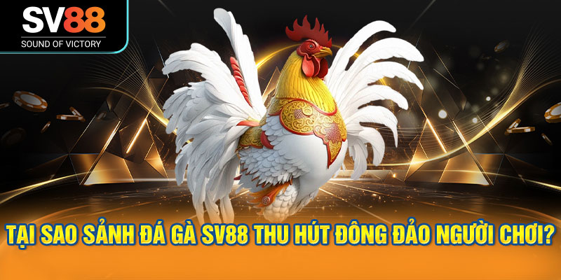 Tại sao sảnh đá gà SV88 thu hút đông đảo người chơi?